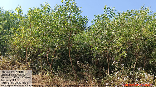 Impact Project Image